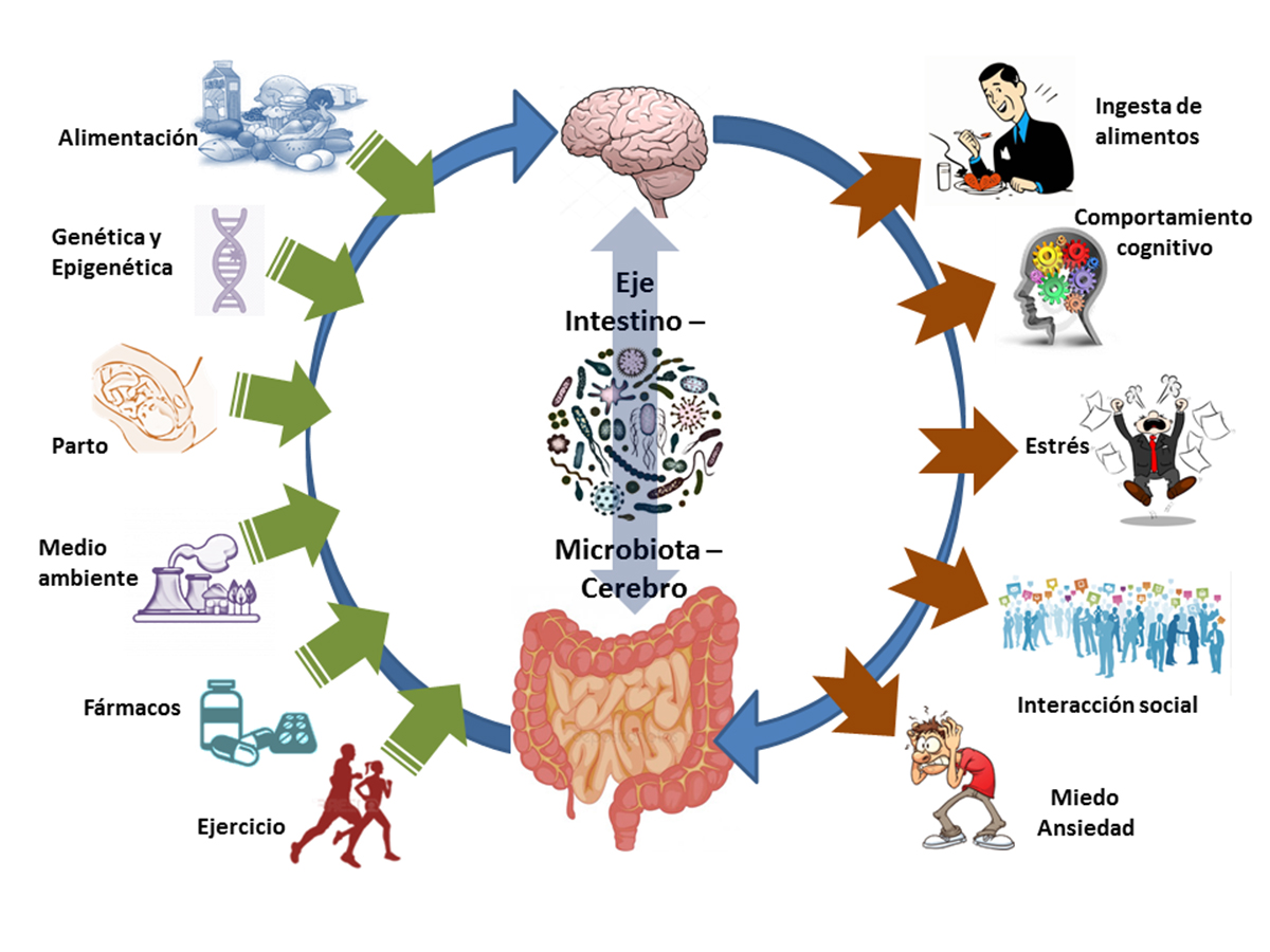 Microbiota intestinal – Proyectos de divulgación del instituto ...